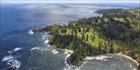 Shearwater - Norfolk Island  T (PBH4 00 18998)